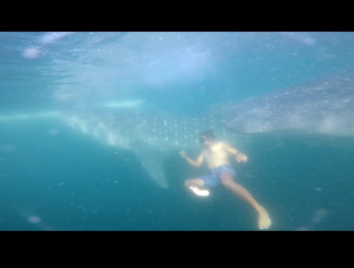 abdullahattar's tweet photo. Always watch your back when you swim with whale sharks 😂 https://t.co/kqBvenPr6C
