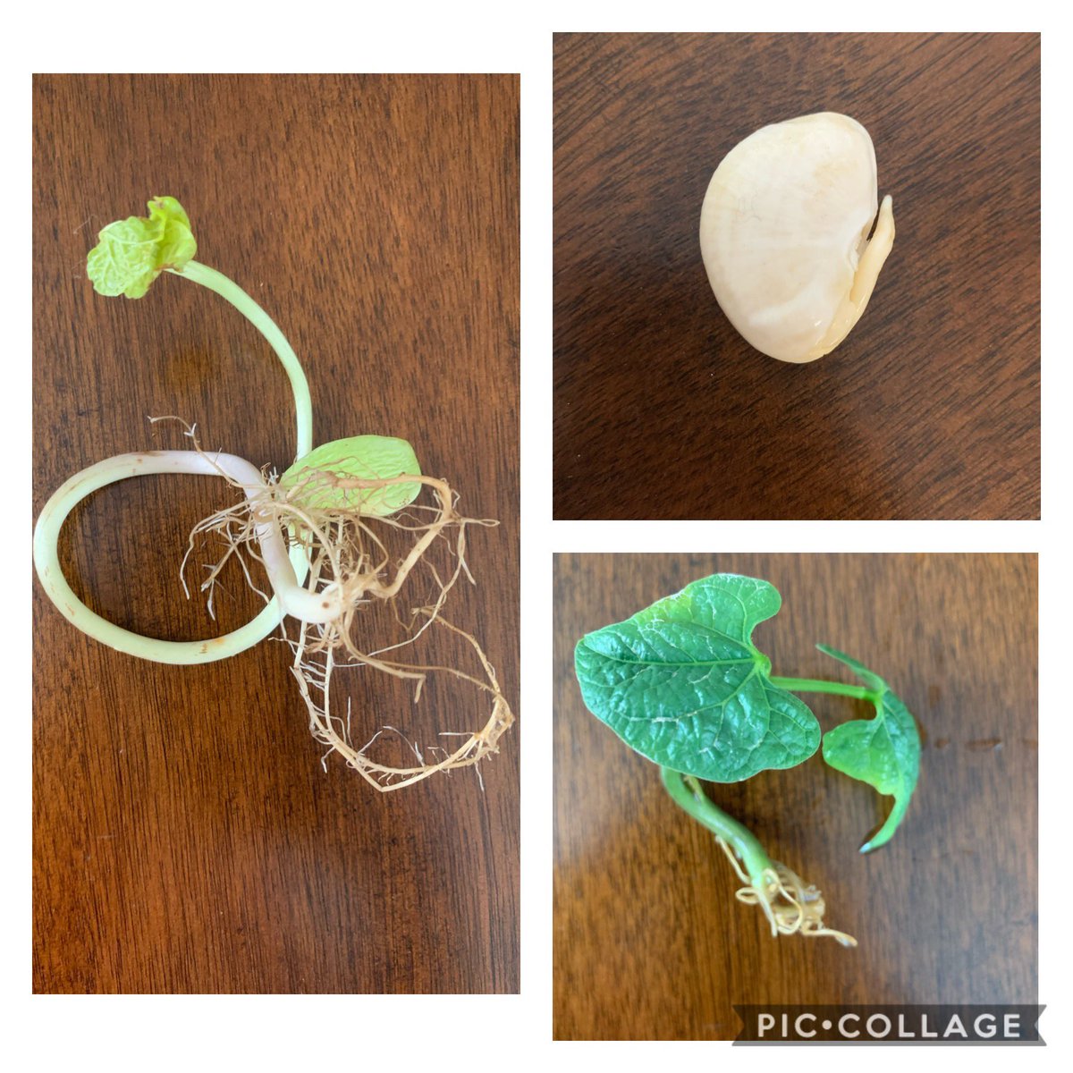 iolsson0427's tweet photo. ☀️🌱Our virtual seed germinating experiment was a success. For three weeks we observed our seeds growing in different environments and learned about the optimal conditions for seed germination. One of my students even planted her seed in the garden! #bobcatpride #111howtweetitis https://t.co/iBZ3suagUI