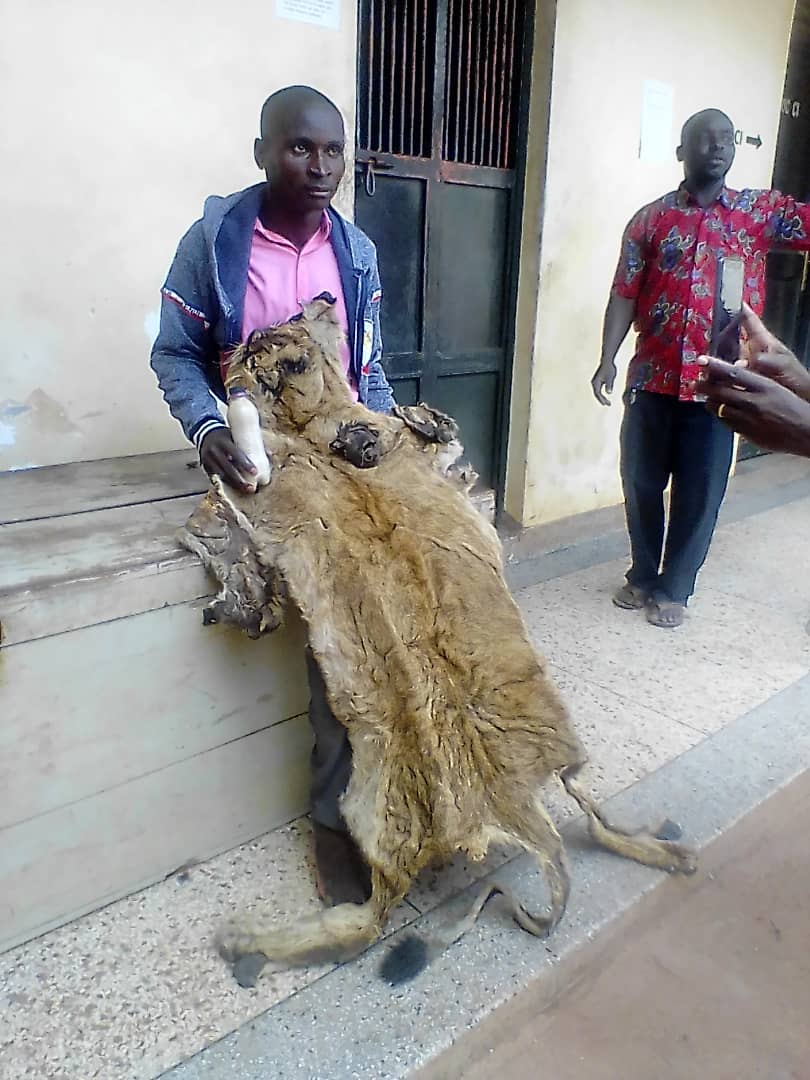 1 suspect, 1 lioness skin, 1 bottle of lion fat and a face of a hyena. Suspect was sent to  Central Police Station  Kampala, Uganda for charging and remanding. #SaveWildlife  #wildlife <a href="/TheWCS/">WCS</a> #Wildlifecrime