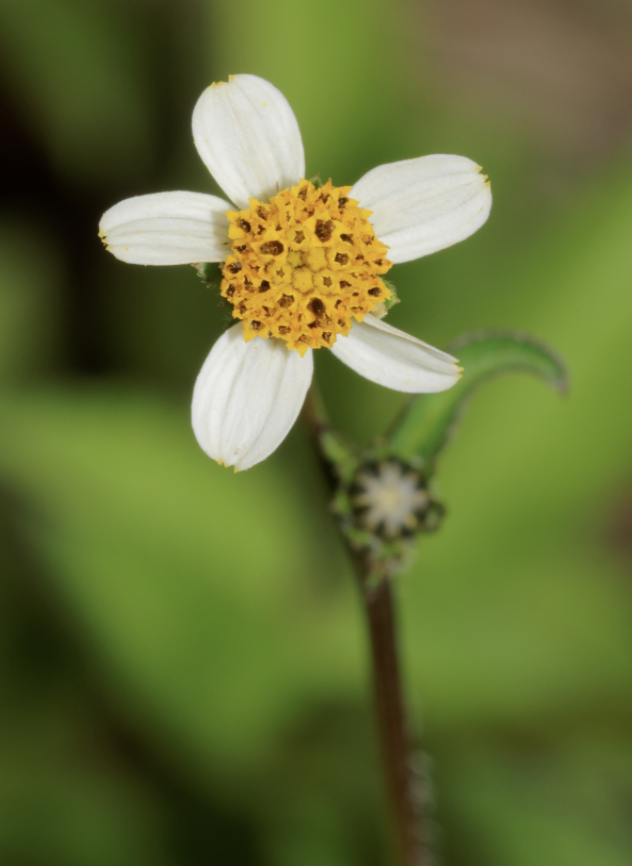 Bidens [pilosa or alba]- specific for healing and protecting mucus membranes including lung cilia- is also antimicrobial and a prostaglandin inhibitor
