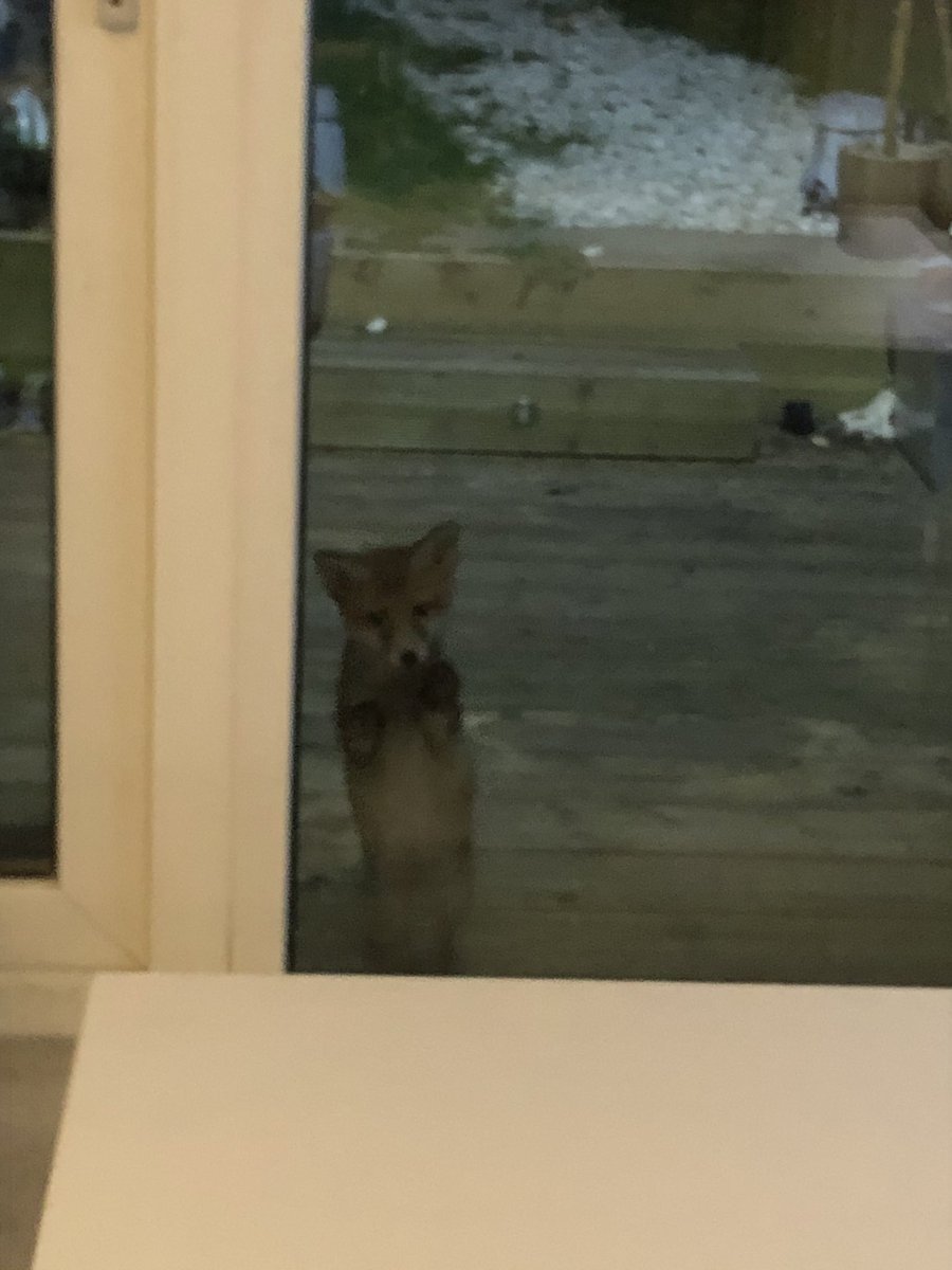 mousejedi's tweet photo. @BBCSpringwatch @ChrisGPackham 
Oh Hello! Think I’m the one being watched😂🦊 https://t.co/VG9TXeAge5