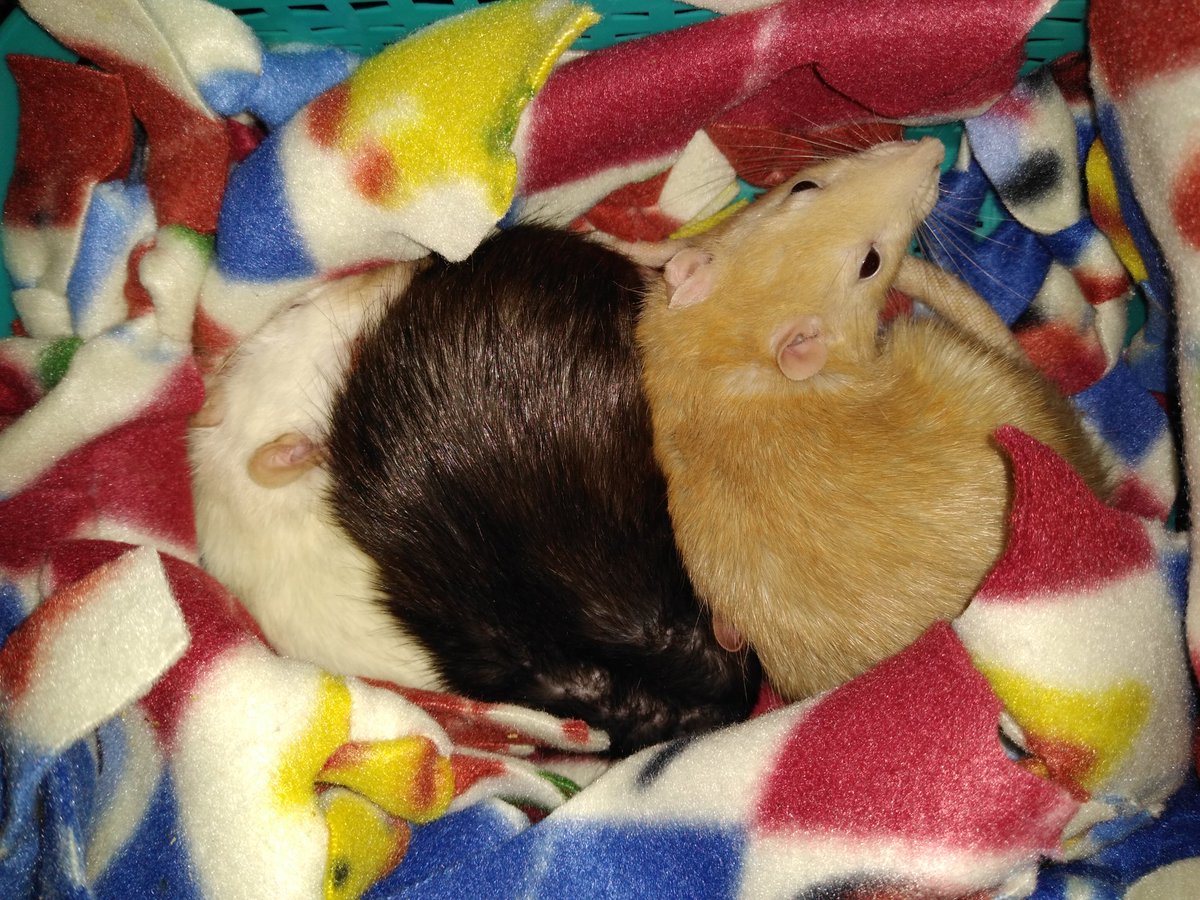 MixitMizz's tweet photo. Clean nest, clean cuddles.

#RatsZone #rats #pets #petsluver #rodent #RatMomma https://t.co/T9WLxPOBba