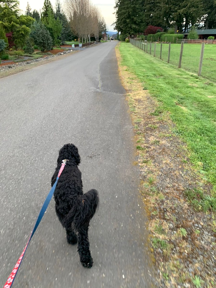 QuinnThomasPR's tweet photo. If there's one group that's benefitted from us working from home, it's our animals! @RamseyOnTheHill and @rickthomas each enjoy taking their furry friends on walks before, during and after the work day. #QuarantineEssential https://t.co/LBQ8ZJ1qwi