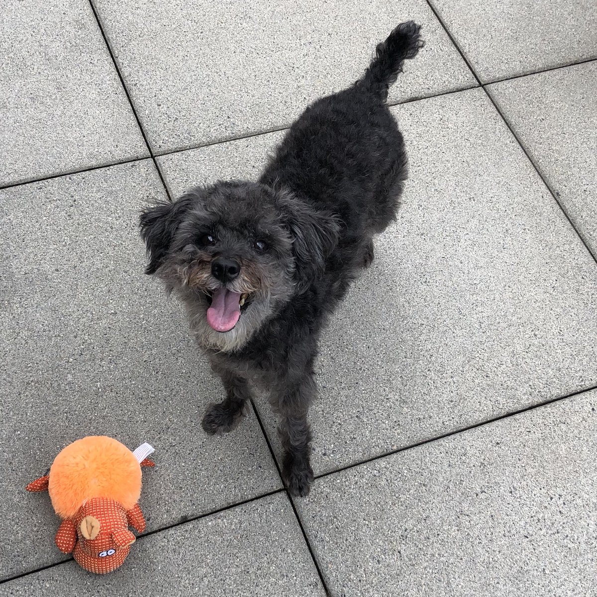 QuinnThomasPR's tweet photo. If there's one group that's benefitted from us working from home, it's our animals! @RamseyOnTheHill and @rickthomas each enjoy taking their furry friends on walks before, during and after the work day. #QuarantineEssential https://t.co/LBQ8ZJ1qwi