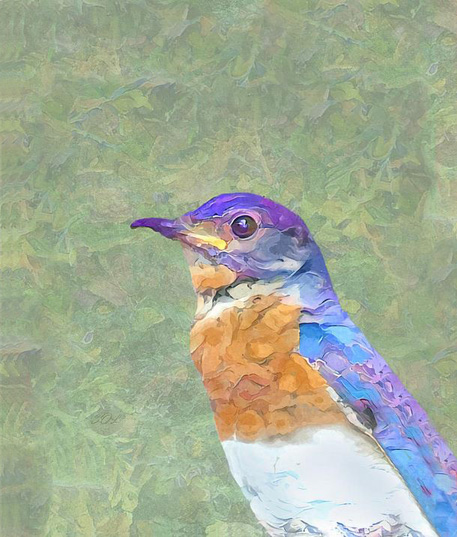 SandiOPhoto's tweet photo. New Artwork For Sale "Bluebird Portrait Painted Digital Art" https://t.co/YKqe2nTc1a One of our nesting Bluebird males in the tree near the Bluebird box. #bluebird #male #portrait #SandiOReilly #FineArtAmerica #fineartpaintingdigitally #digitalartwork #wallart #prints https://t.co/70IO76Z7j4