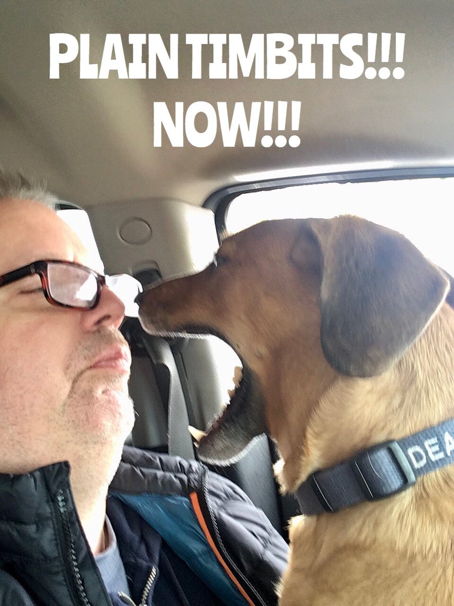 misternorthpole's tweet photo. Apparently my own addiction to @TimHortons is not enough. My dog now needs a 12 step program. https://t.co/z4CBCAJWWc