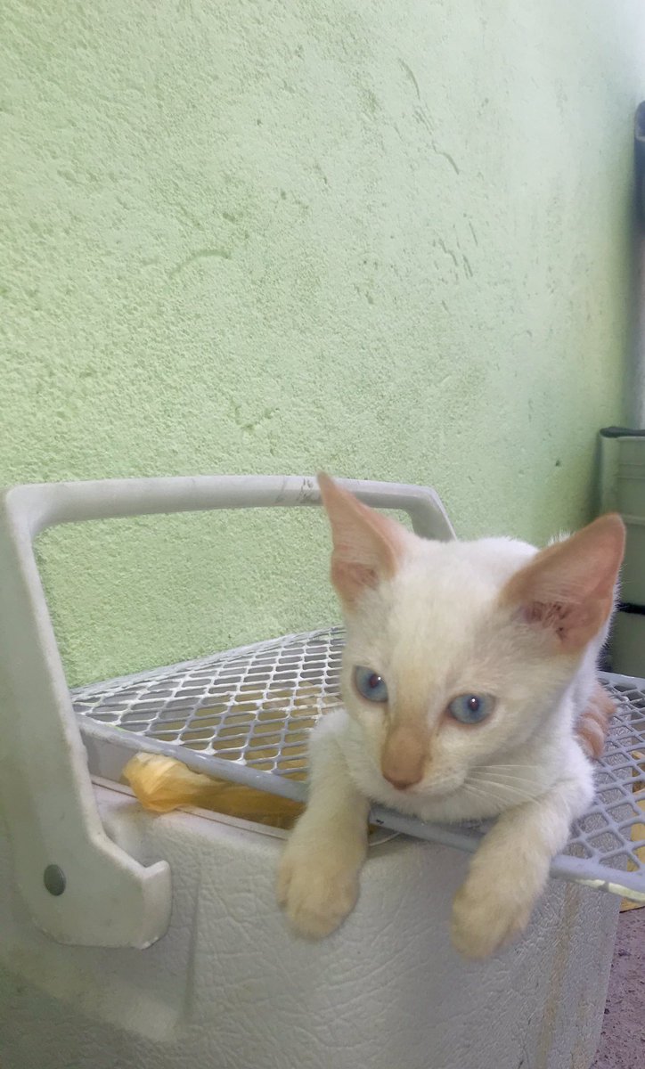 mariadelsolgac's tweet photo. Parece que es una gata normal pero no.. #MiniStoryTime #DeMarie resulta que mi perra kimba ( es mi Boston terrier) y ella son amiwas y enemiwas, y en la foto donde sale marie sola en una hielerita están las croquetas de gato (que todas son de marie) +.... https://t.co/QWa6BYGsCS
