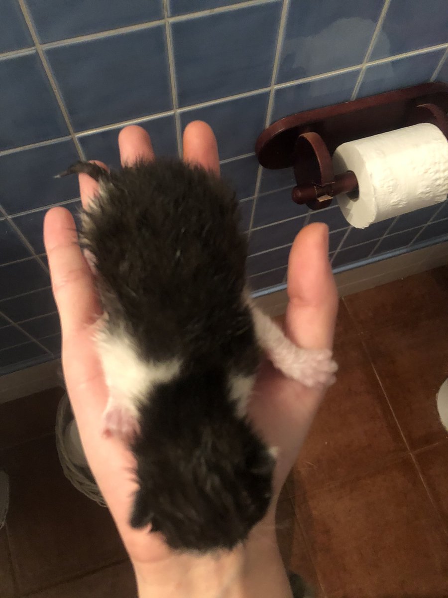 En Valladolid hay unos gatitos que necesitan una casa, os agradecería difusión pls!! 🙏🏼