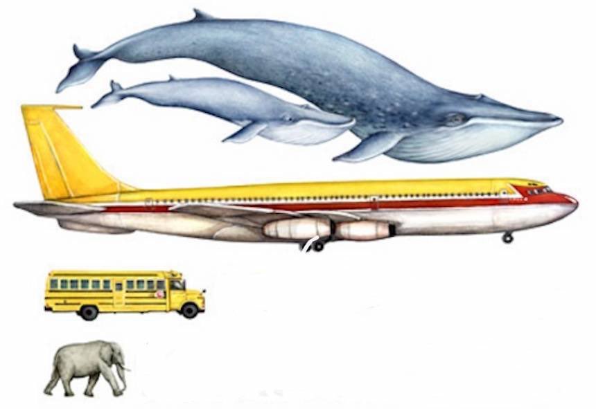 BileHass's tweet photo. #ApprenonsEnsemble - Saviez-vous que la langue de la baleine bleue peut peser autant qu'un éléphant ... et le cœur de la baleine bleue, autant qu'une voiture? 🤯 🐳👅 
#baleinebleue #animaux #nouvelafricain https://t.co/x19BV2lKoq