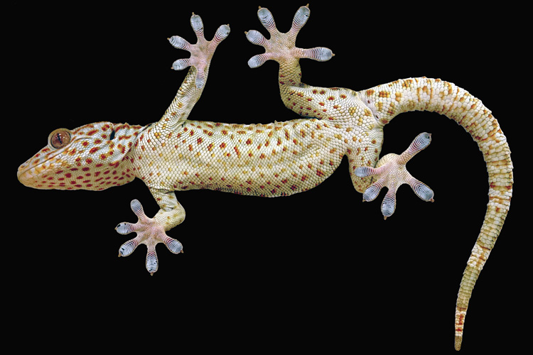 CiBER_Center's tweet image. To climb like a gecko, robots need toes. news.berkeley.edu/2020/05/08/to-…