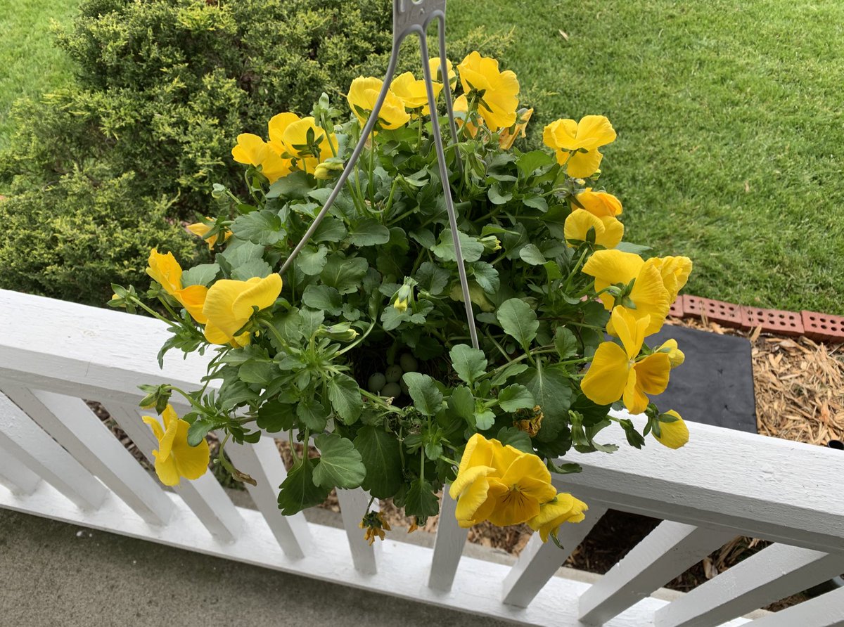 RichNye13's tweet photo. My porch pansies now have a bird nest with 5 🥚. https://t.co/4eRAohKdAV