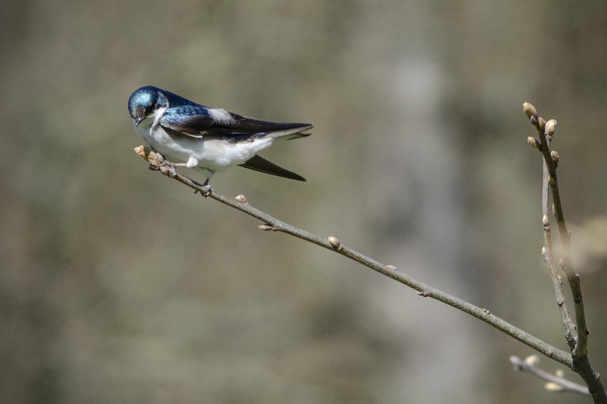 Tree swallow. From our Sunday hike. #naturelovers #nature #NaturePhotography #birds #treeswallow #hiking #wildlifephotography #wildlife #PureMichigan #selfcare #beauty #Mindfulness #photography