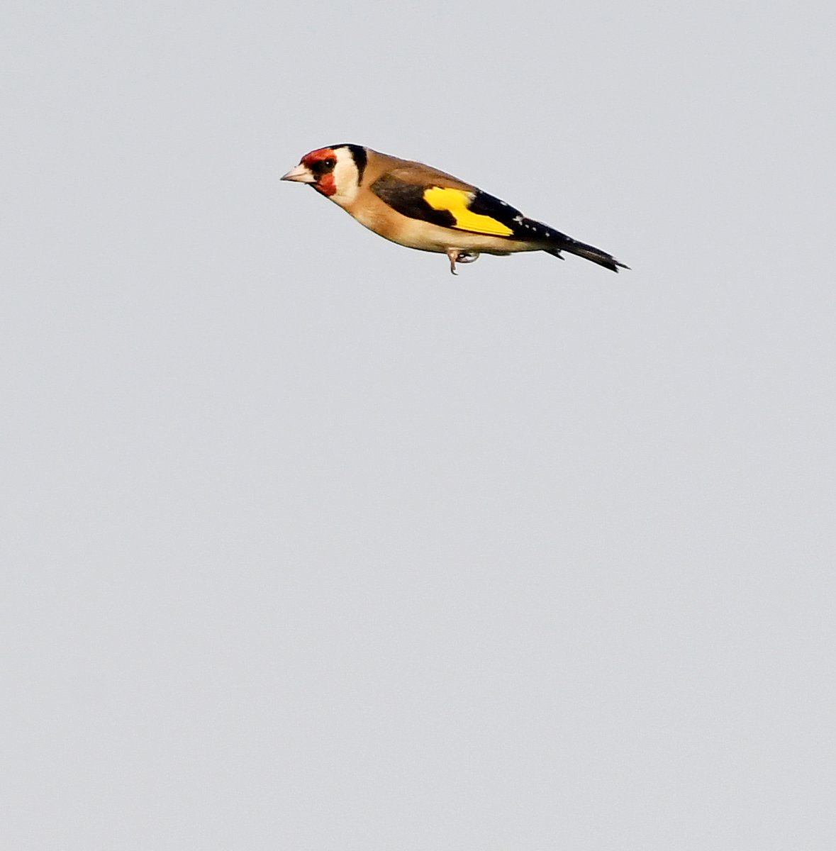 So there I was tonight, photographing Sparrowhawks here and Buzzards there, when my sneaky attackers thought they'd take advantage of my distraction and throw a Goldfinch at me! Luckily for me, they couldn't hit a barn door from 20 paces...  #TheDailyGoldfinch