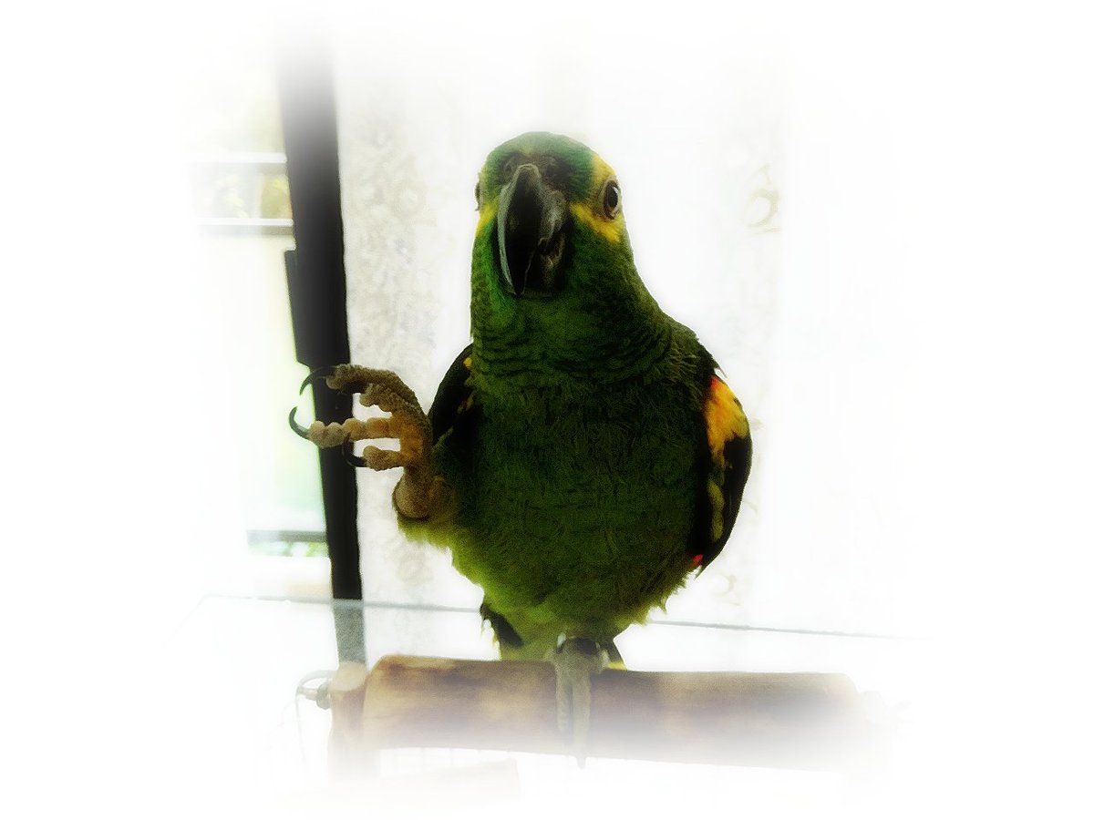puchinori7217's tweet photo. #アオボウシインコ #amazonparrot #bluefrontedamazonparrot
おはよう https://t.co/jyum3xW5KL