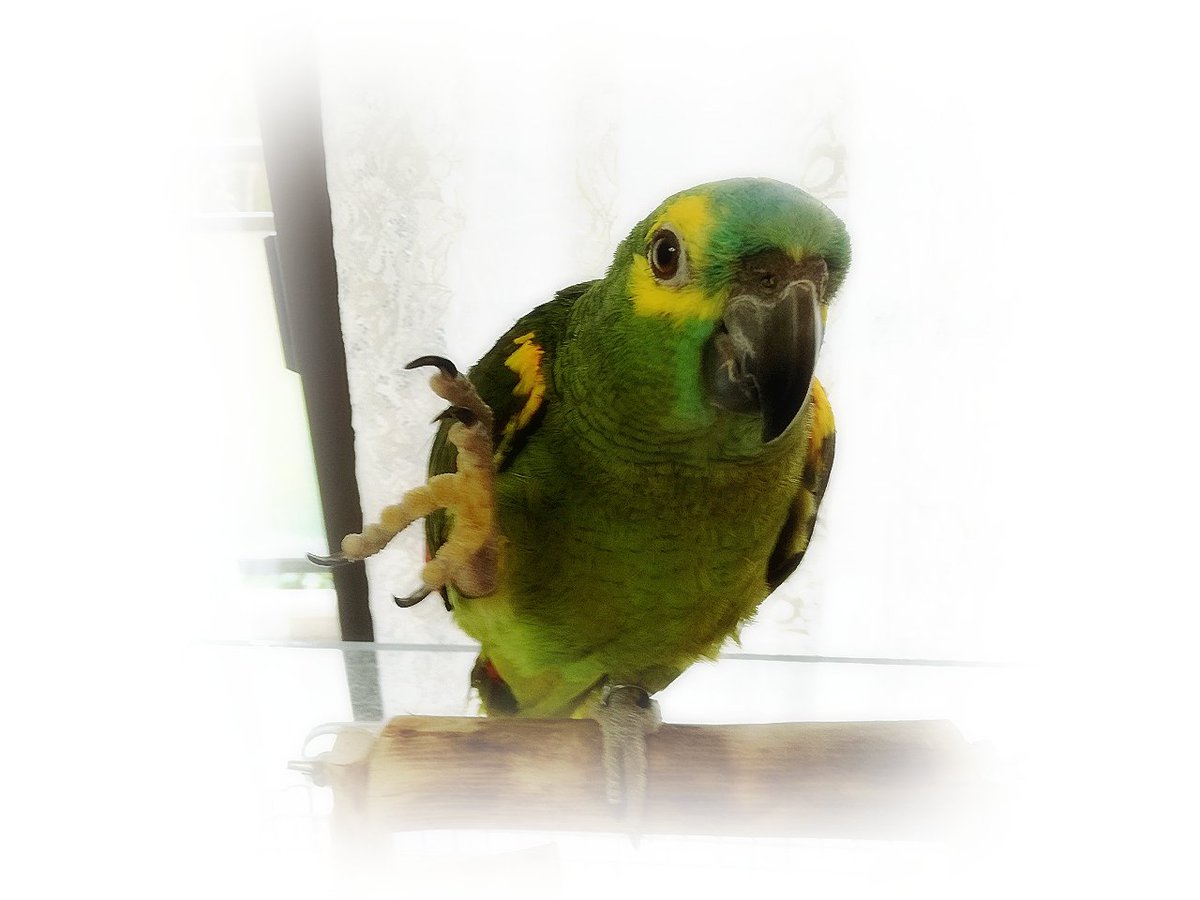 puchinori7217's tweet photo. #アオボウシインコ #amazonparrot #bluefrontedamazonparrot
おはよう https://t.co/jyum3xW5KL