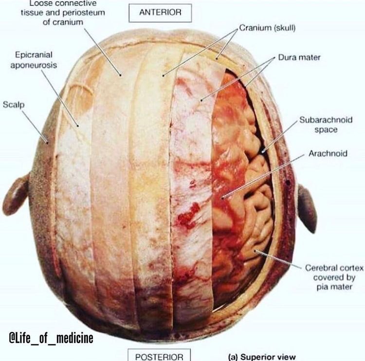 الدماغ والحبل الشوكي مكونات الجهاز العصبي