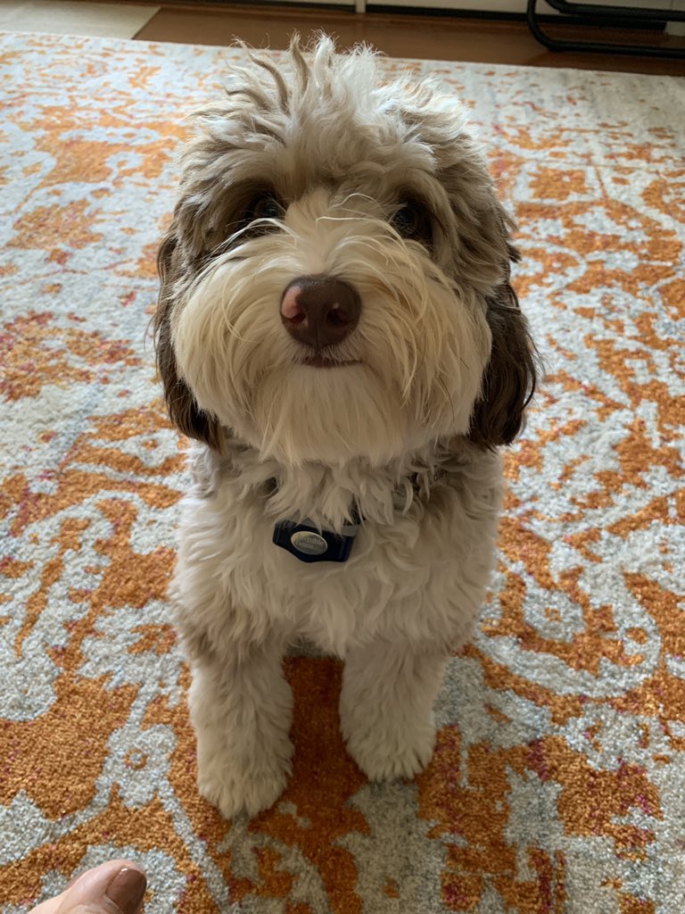 aparker5988's tweet photo. @aussiesdointhgs This is Dudley, our mini Aussie-Doodle, who just turned 1!! https://t.co/0CpqZegzKj