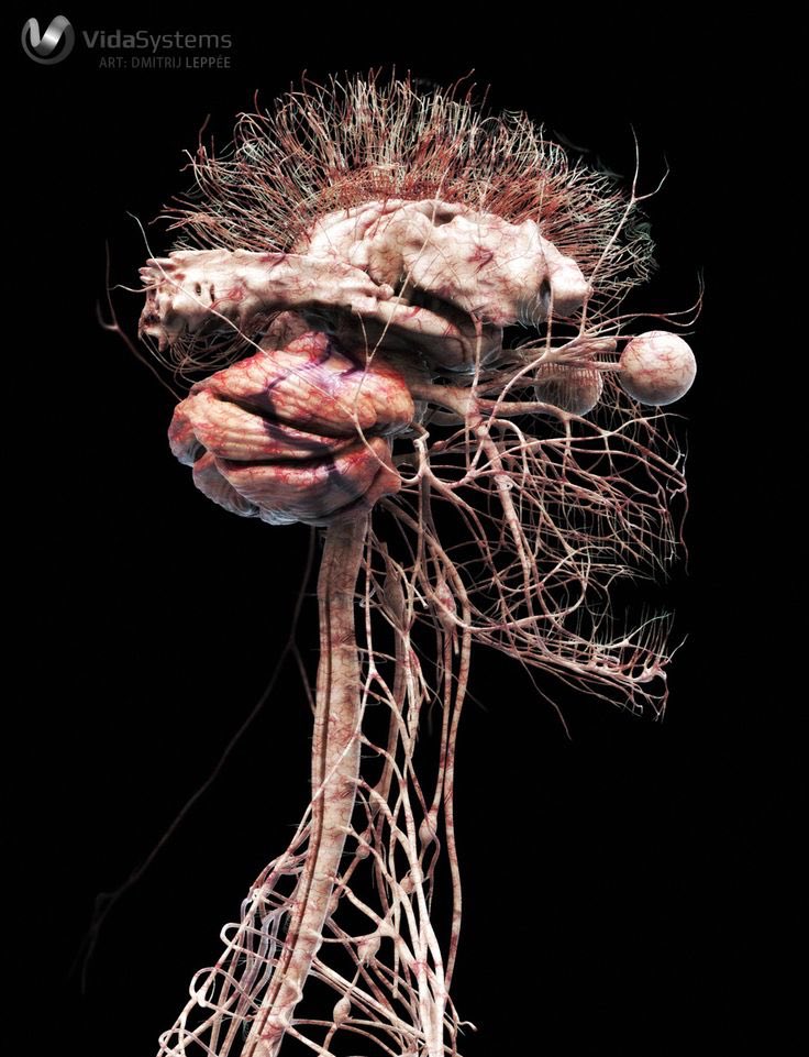 ملتقى علوم الاحياء on X: "٦- الجهاز العصبي يتكون من الجهاز العصبي المركزي والطرفي وهو يتحكم في الوظائف الارادية وغير الارادية،، وهنا صور تشريحية حقيقية للجهاز العصبي البشري