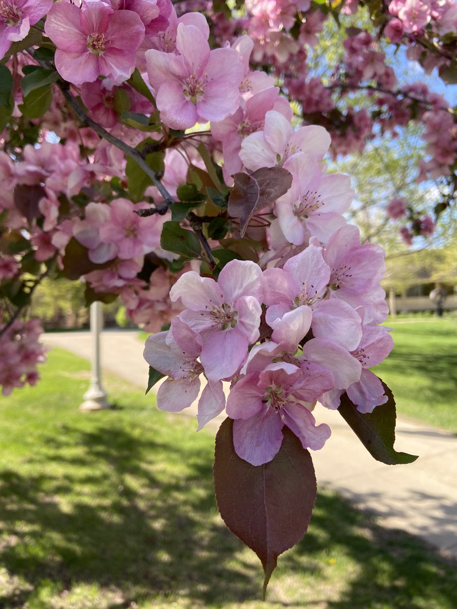 Campus was SHOWING OFF this week 😍😍😍
Trees on The Hill are in full bloom and absolutely beautiful. A walk up and down Old Main with the trees showing out like they are is as good as it gets! #whygustavus