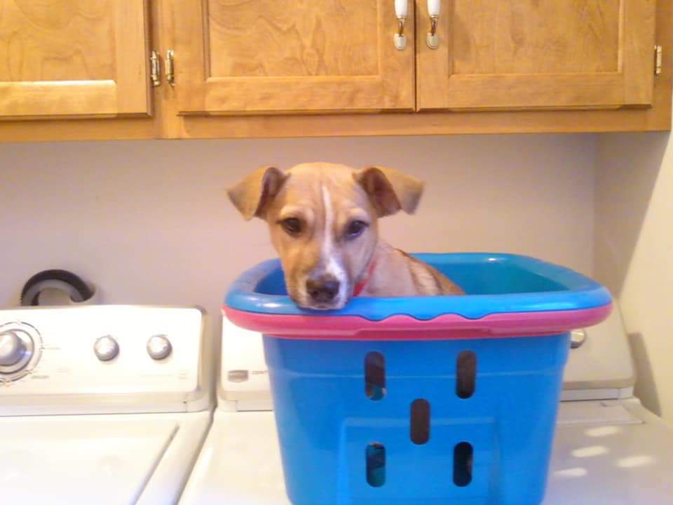 seanwoodguy's tweet photo. Happy Birthday best friend!

Ryder turns 8 today and it turns out she doesn't enjoy the laundry basket like she used to! https://t.co/7HFzwZZSpx