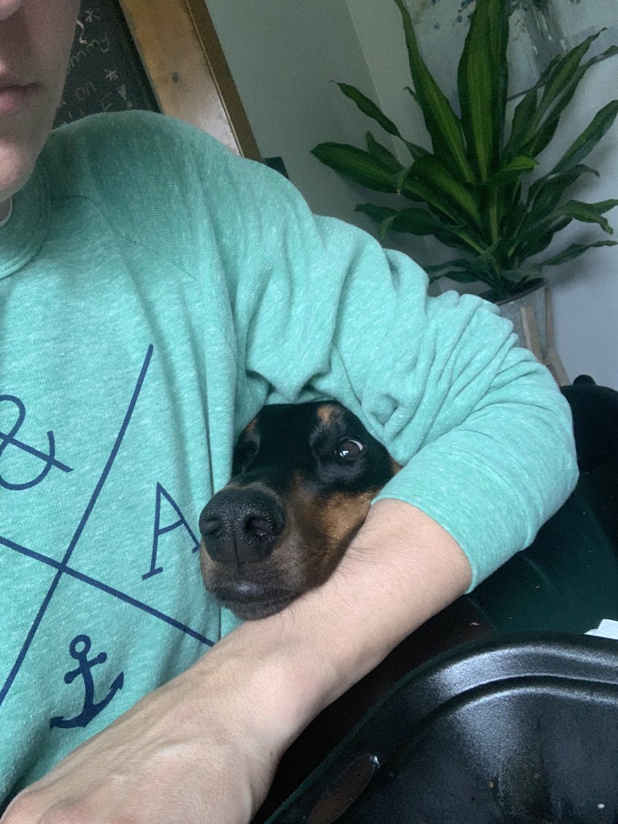 AnjieCaff50's tweet photo. I swear we feed her! But every meal this happens. Just in case we didnโt know she was around! #bigdogproblems #dobermanproblems https://t.co/Kn6a43iXzi