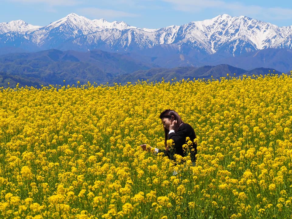 横川商店 中条の菜の花畑は 野沢菜の花 なのです 指先の向こうには大町の爺ヶ岳 鹿島槍ヶ岳が見えます