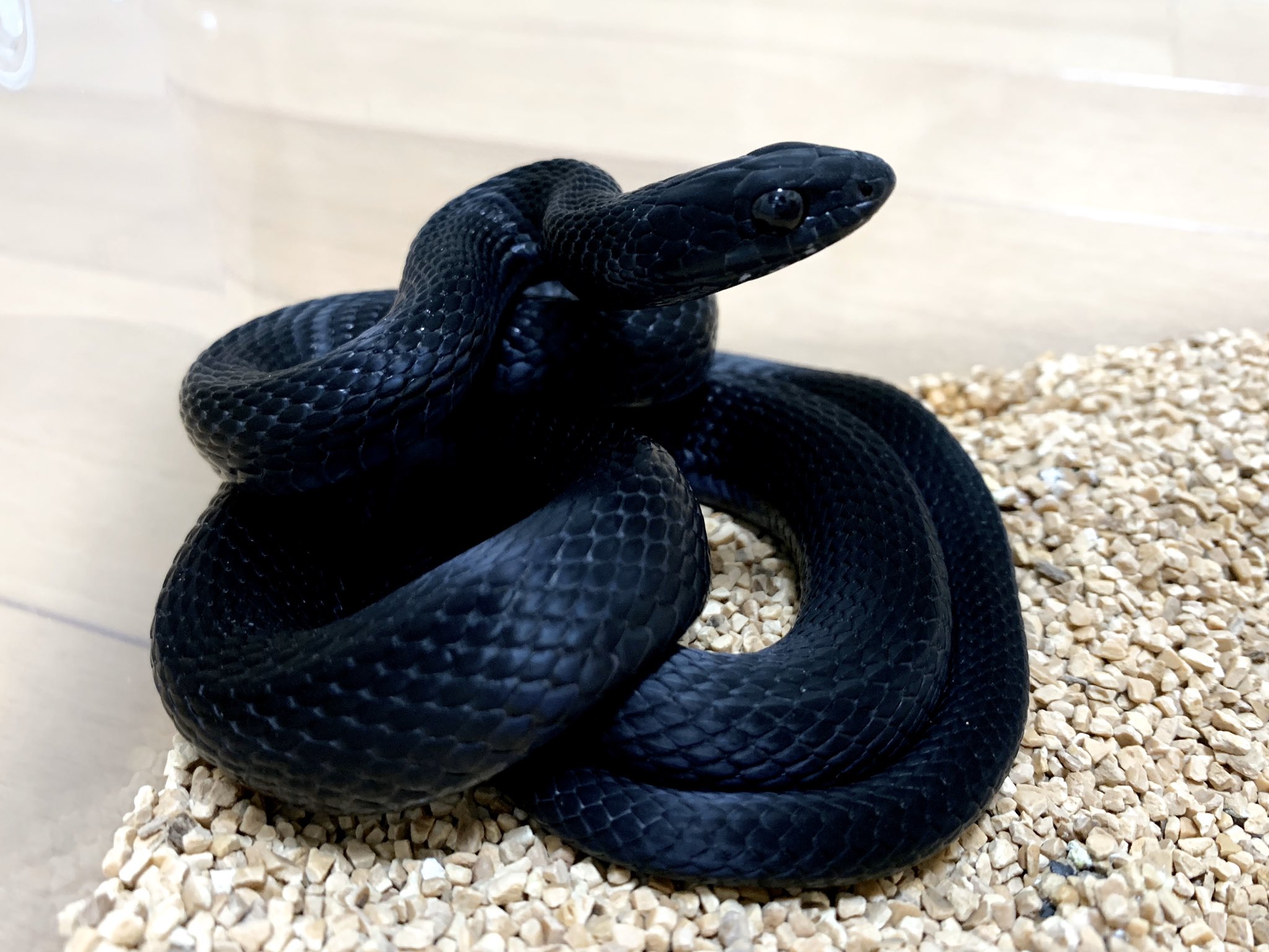真夜中のビバリウム カラスヘビ脱皮してた T Co Skdp1ery3z Twitter
