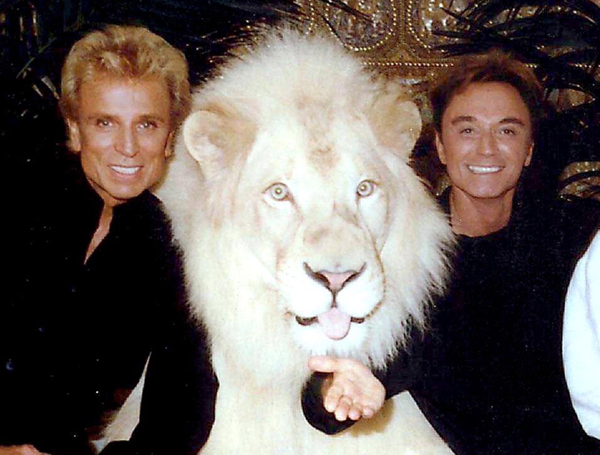 PhonyRoy's tweet photo. //The world lost an amazing human today...

A kind heart radiating nothing but love.

Someone with a passion for animals, magic, &amp; the people around him that should be admired.

A world changer. A master of the impossible…

Rest easy, Roy..give Mante and Chico hugs in heaven. 💔 https://t.co/lMNbfJkub0