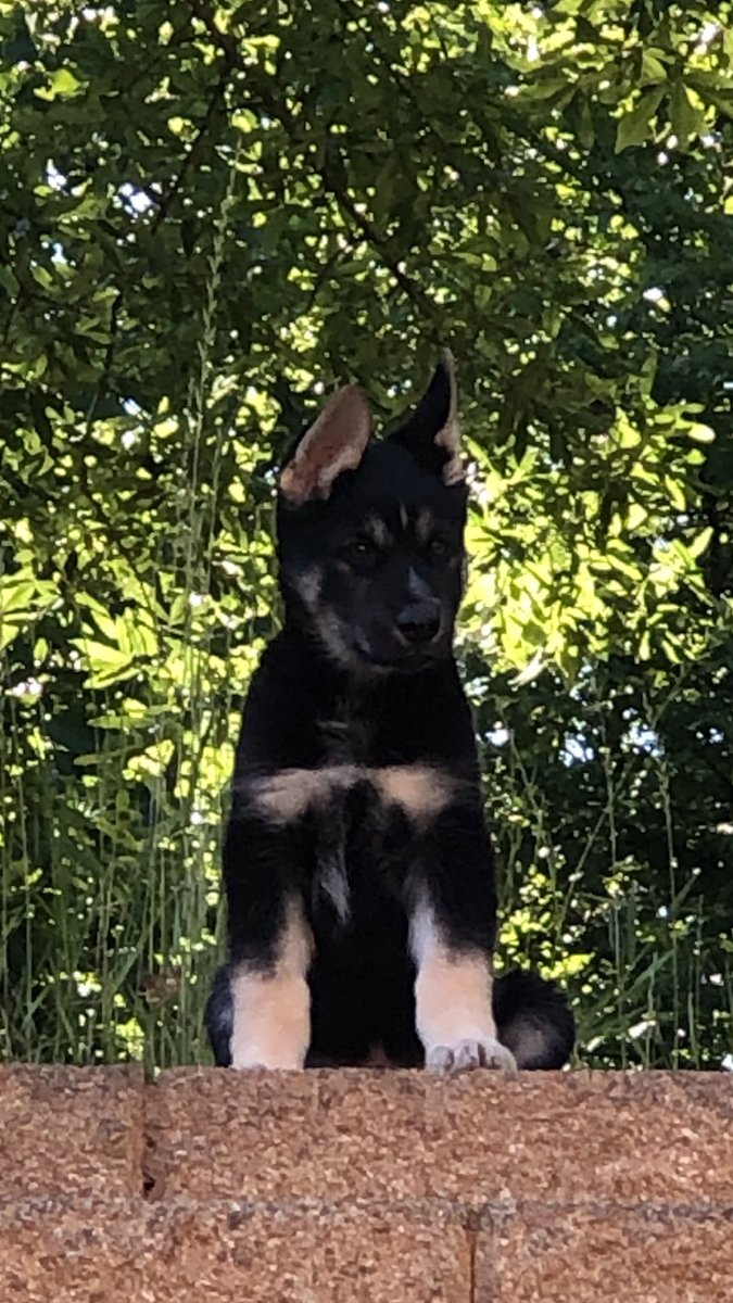 EClass20's tweet photo. Got a new Pup! Someone told me to submit this pic on a photography site. I dont know anything about it. Need help sharing pic. https://t.co/jefSvrXy6o
