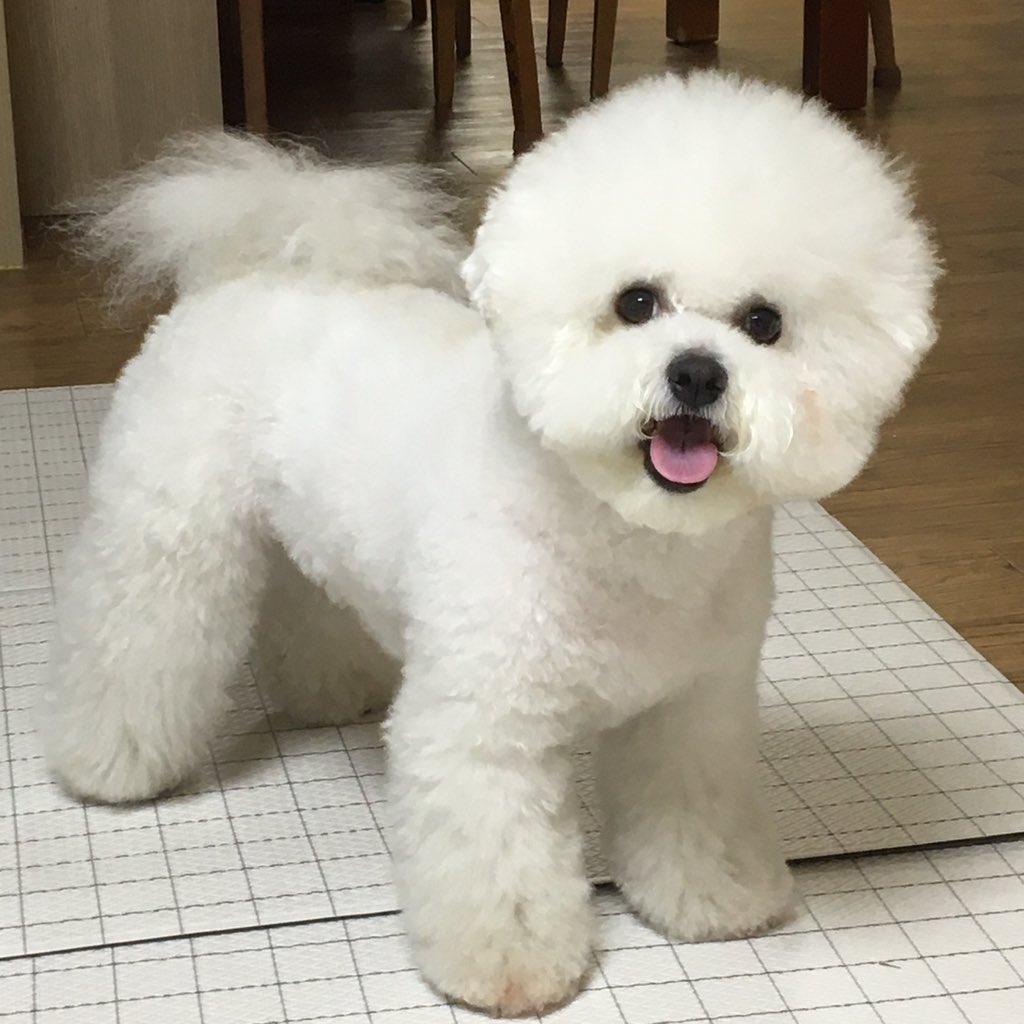 bangduckjung's tweet photo. 알러지 있는 큰누나가                     돈주고
코를 킁가킁가하며                   전문가한테
최선을 다한 빗질                       맡긴 빗질 https://t.co/kwekbvlunW