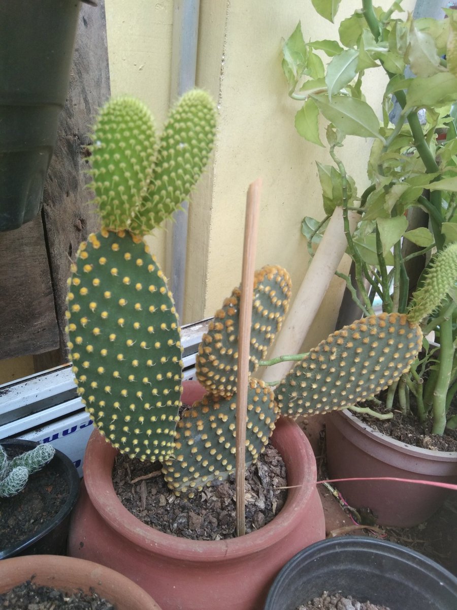 dancee21's tweet photo. Bunny Ear Cactus 😇 https://t.co/XO17AAl2DH