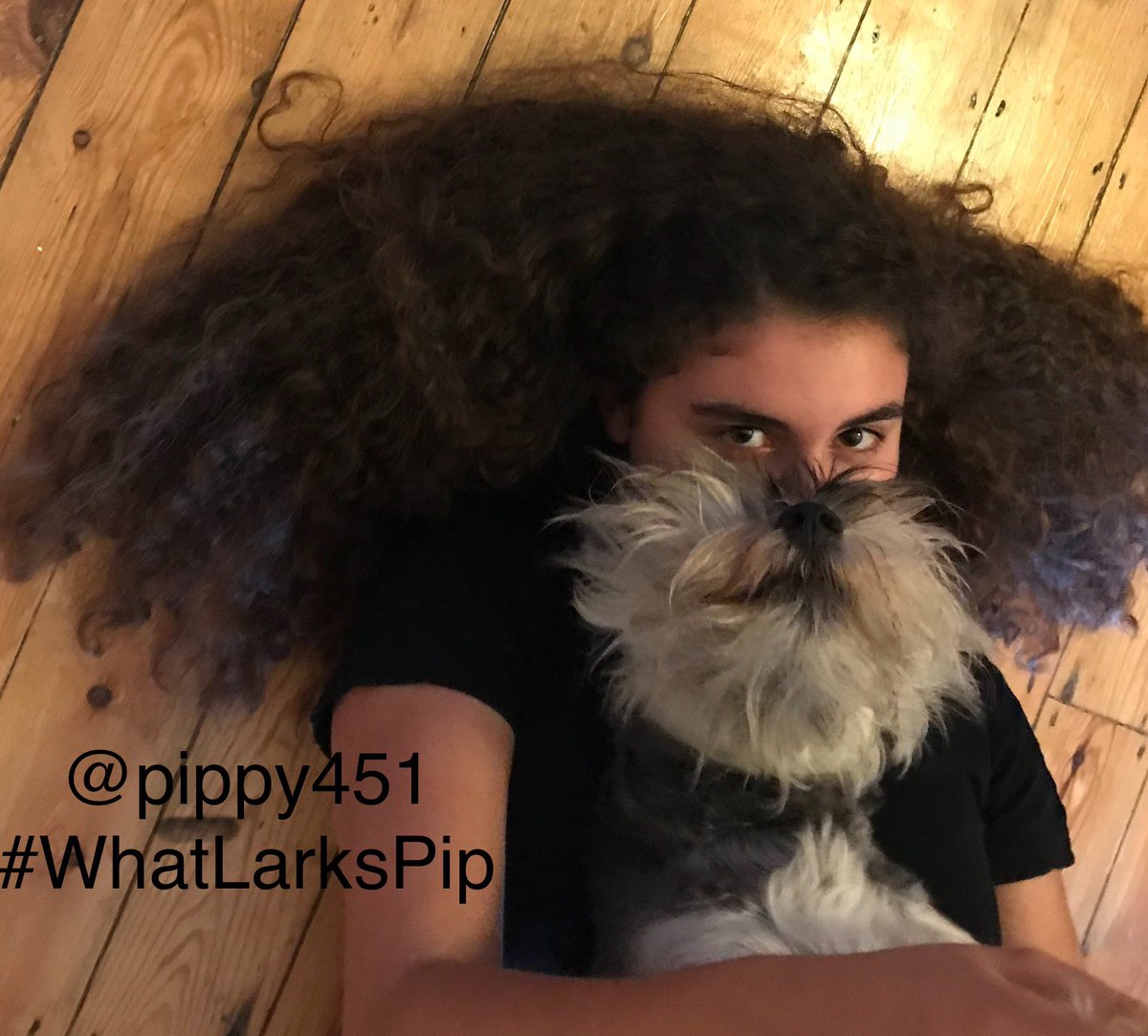 pippy451's tweet photo. #DogBearding with the human child #WhatLarksPip #dogsoftwitter #schnauzergang #shnauzer #beard https://t.co/l7xsMFKFja