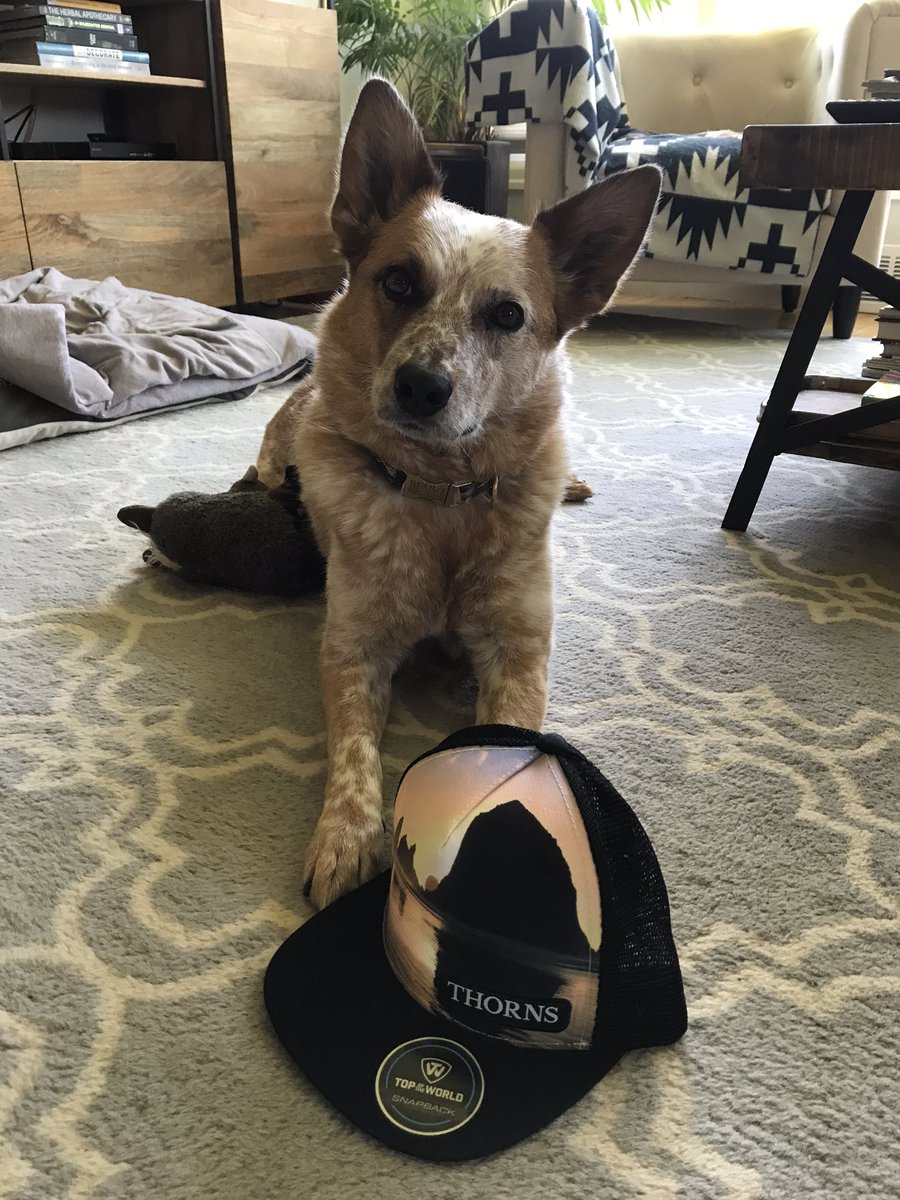 SnodLaura's tweet photo. Scout says: we can do this frens! #voteScout Also thank you @PTFCAuthentics for sending the rad @ThornsFC gear. It made our day 🙏💗🌹 #BAONPDX https://t.co/nliq5SnFCT