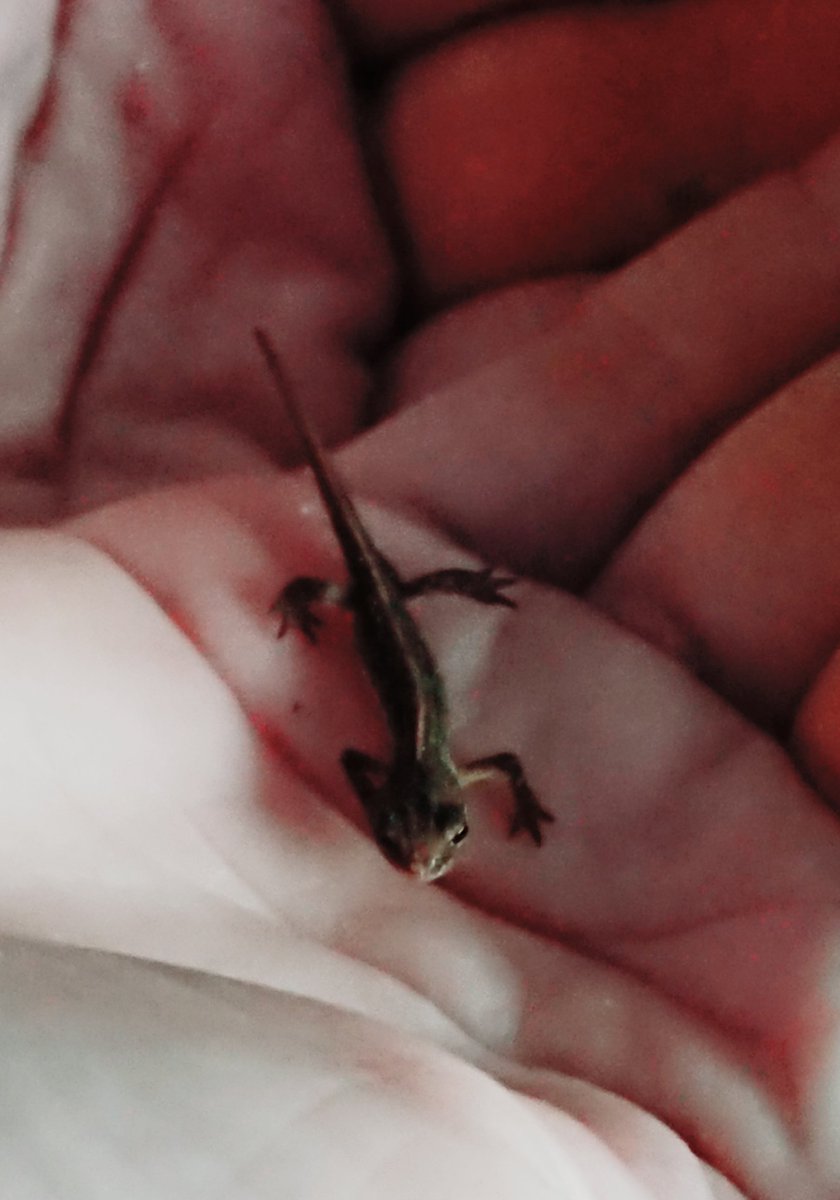 ArdnamurchanC's tweet photo. Found a baby lizard in the hall of the bothy. 
 Have called him Tiny, because he's  my newt... 😁 https://t.co/3LLnwGachy