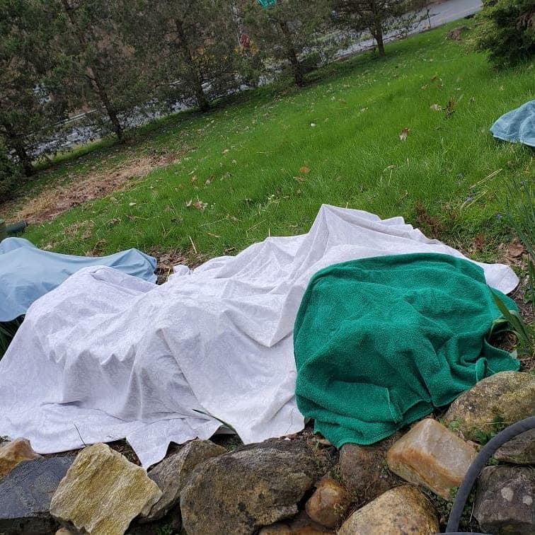 ArtCareerDeva's tweet image. Like our OldWorld hidden under the winter blankets of covid, now my gardens have fallen under a cold spell
#covid19 #coldspell #arianegoodwin #smARTist #gardening #Garden