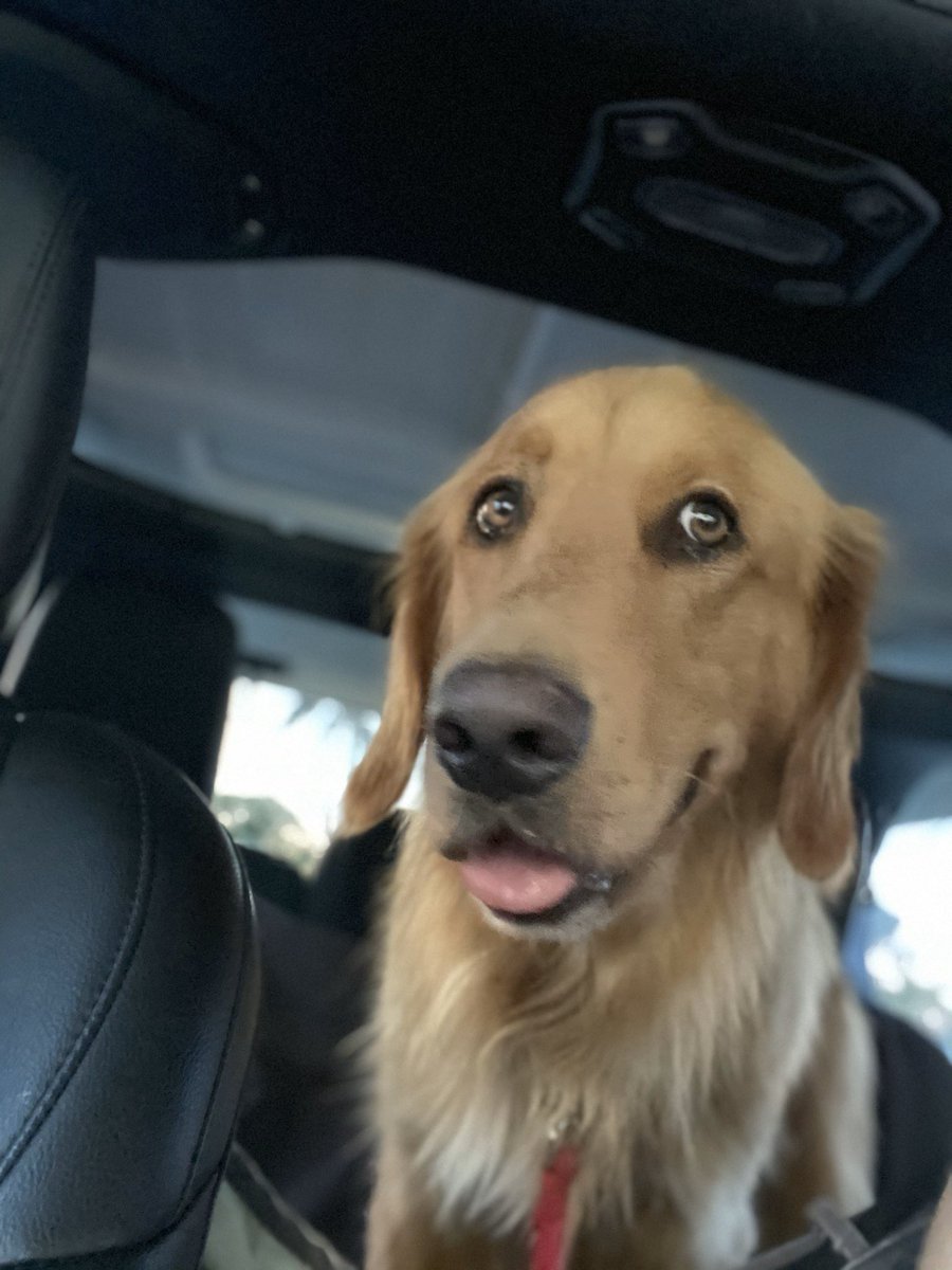 guacamole 🥑 (@bigmanguac) on Twitter photo 