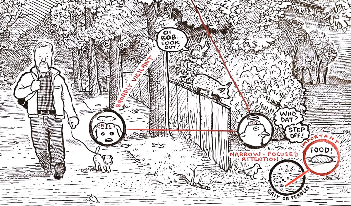 > "The result is that one hemisphere is good at utilising the world, the other better at understanding it."Here's an image from an RSA animate of a talk McGilchrist gave, illustrating the narrow & broad attention happening simultaneously: