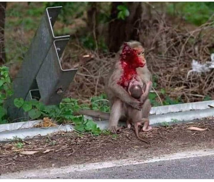 Evet av çok zevkli çok güzel (!) insan mutlu oluyor, içi huzur doluyor. Ne olacak ki ölmek üzere olan bir anne ve son anlarında da yavrusunu emziriyor. Acaba nasıl bir acı hissettiğinin önemi mi var ya da yerinde biz olmayız ki. Umarım gerçek değl #AnnelerGuenueKutluOlsun