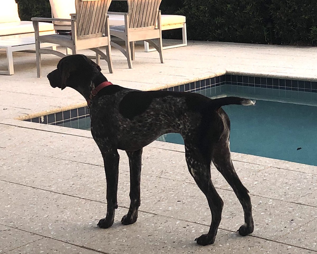 ricks006's tweet image. Searching for Geckos!