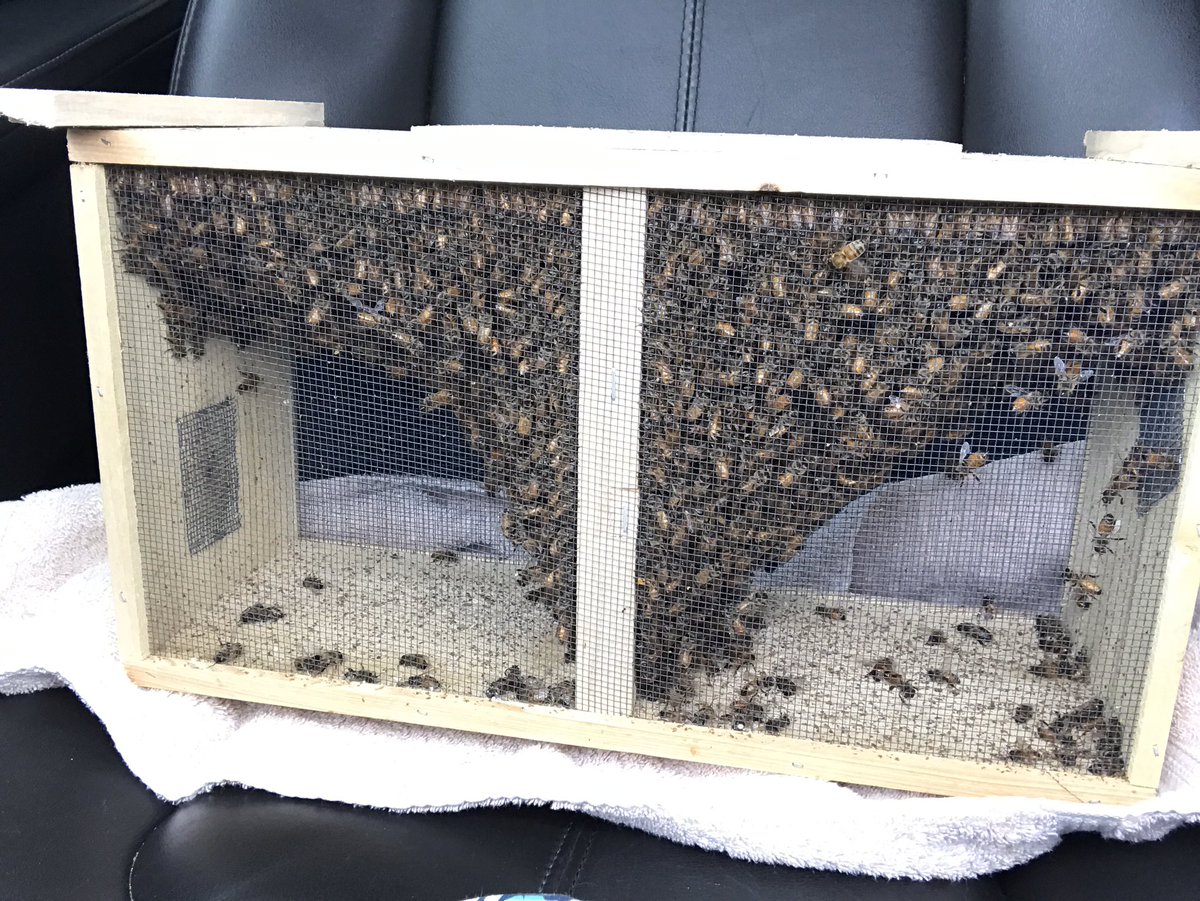 mrs_butlin's tweet photo. Mrs. Butlin got her bees today!! 🐝 https://t.co/4Y71NABgZz