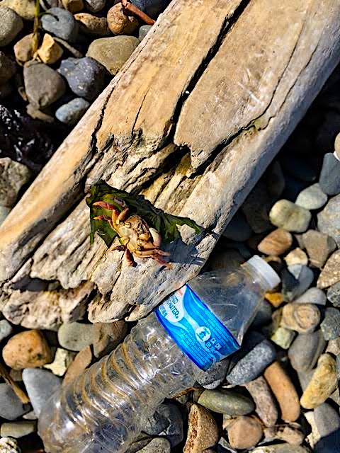 KreggJorgenson's tweet photo. Got in a two-hour beach clean up in West Seattle today and pulled in 10 to 12 pounds of plastics litter and debris from the tidal area. Please don't litter and during the social distancing time how about doing a volunteer litter clean up. #RandomActsOfCleanUp https://t.co/KRKjg1GewP