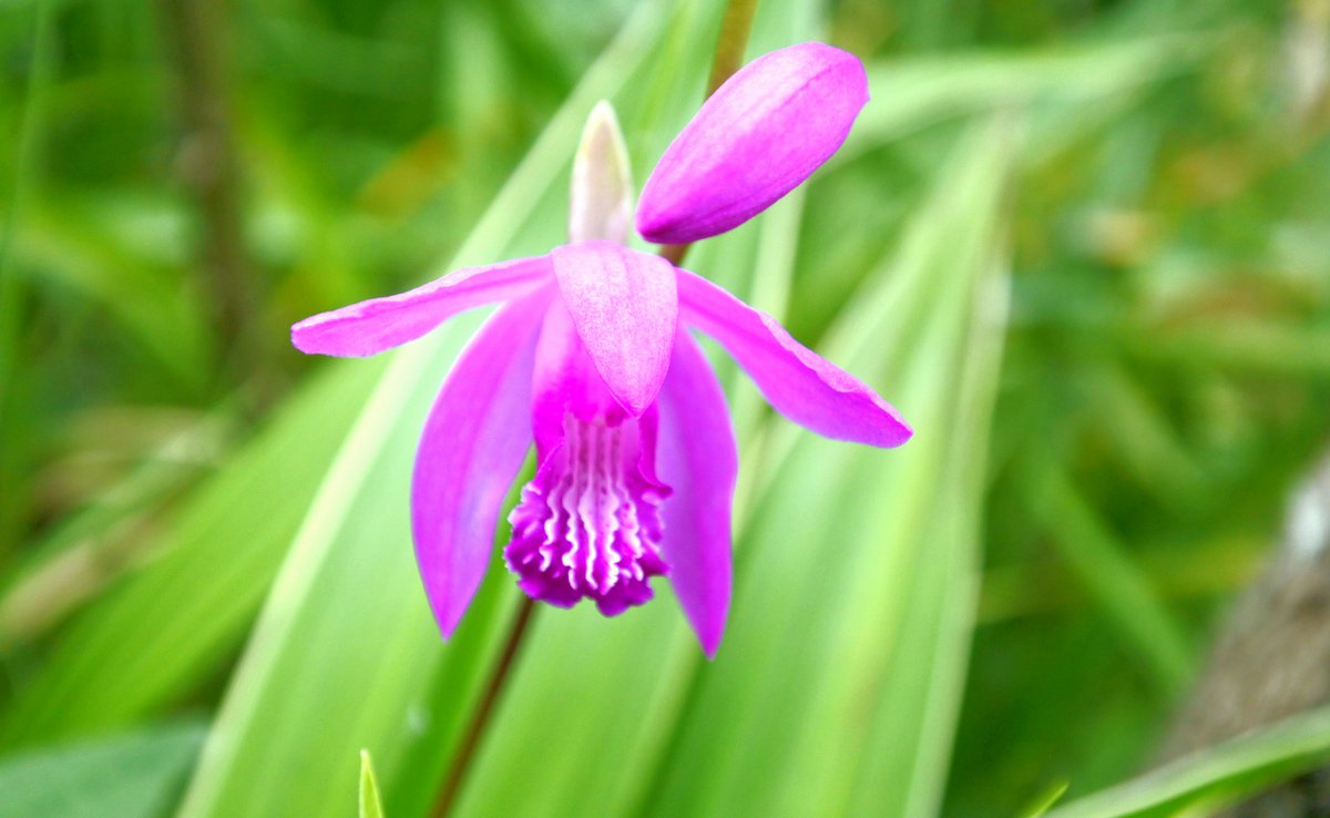 Beni Hoppe 紫蘭 咲きました 花言葉 あなたを 忘れない あなたを 想う 切なさは きっと 大切な 切なさ 紫蘭