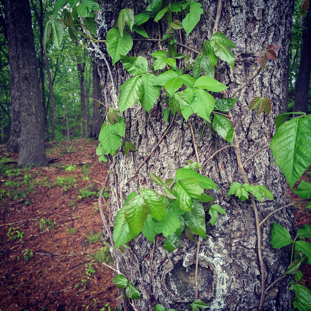 ReneHoover's tweet photo. The poison ivy was looking mighty fine on my run today! #gvrat1000k https://t.co/ZQhrIEU8Ic