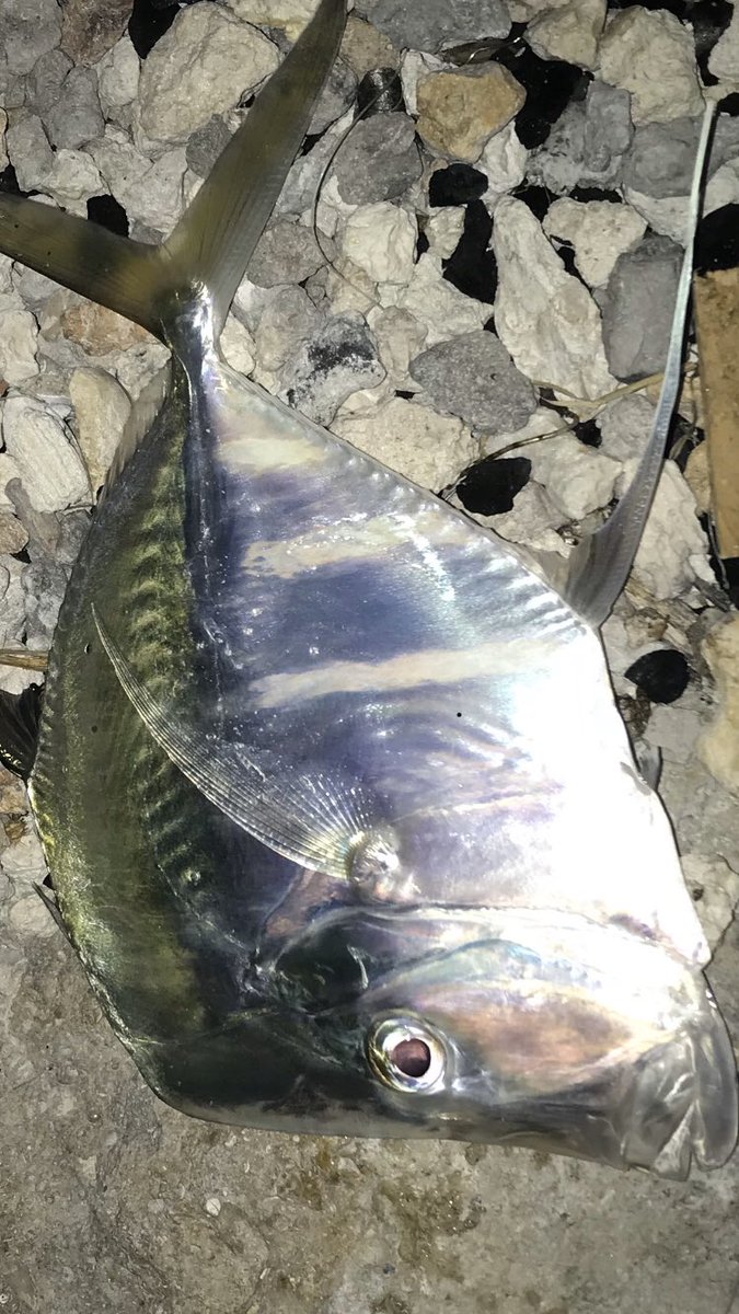 fblackwatersoun's tweet photo. Caught this at a bridge in the Florida Keys. Who knows what type of fish this is?
#fishing #Florida #keys #bridgefishing https://t.co/rw1LCHWveR