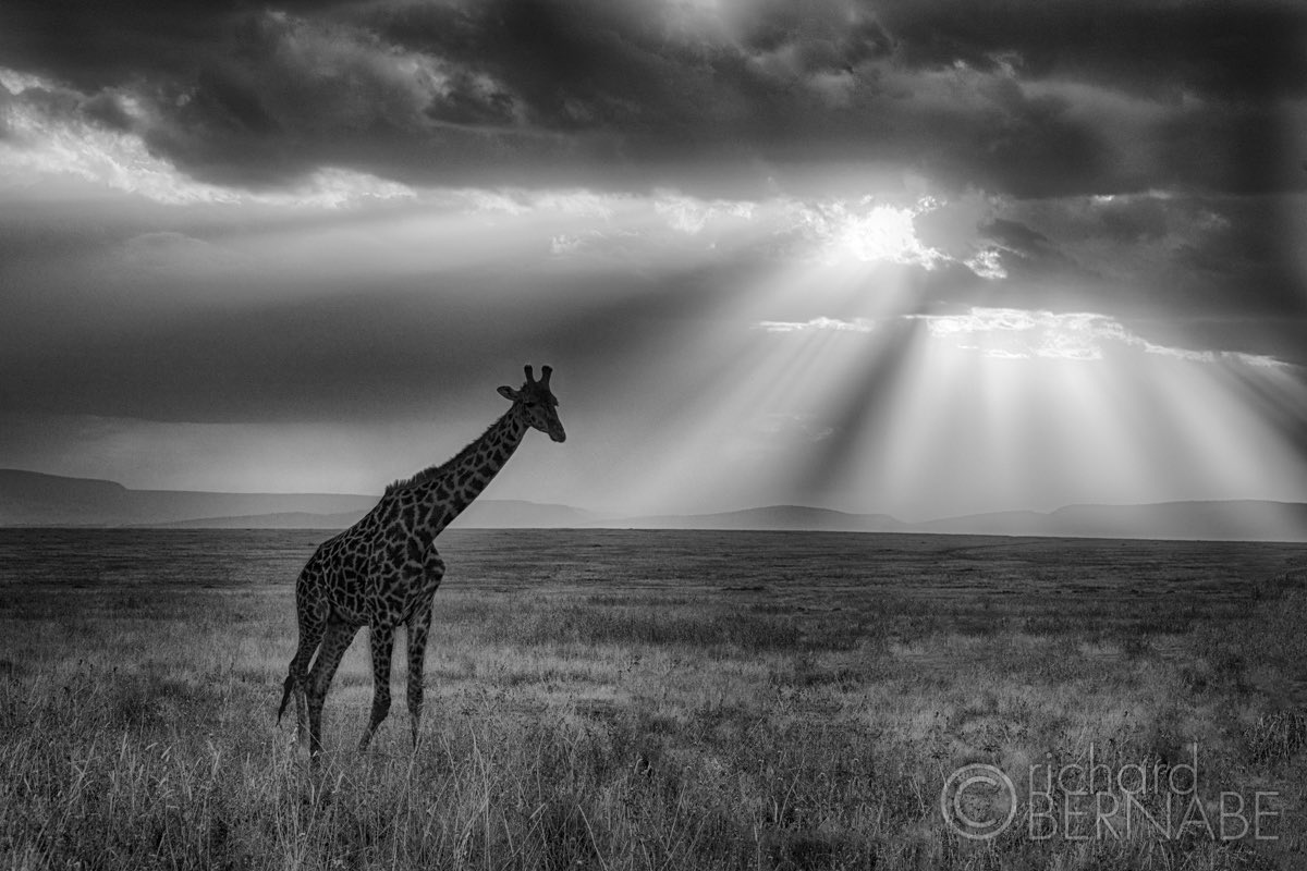 bernabephoto's tweet photo. "Cradle of Life" Lone giraffe on the Serengeti Plains under dramatic evening skies. Serengeti National Park, Tanzania #photography #wildlifephotography #tanzania https://t.co/uBgaUMOK4o