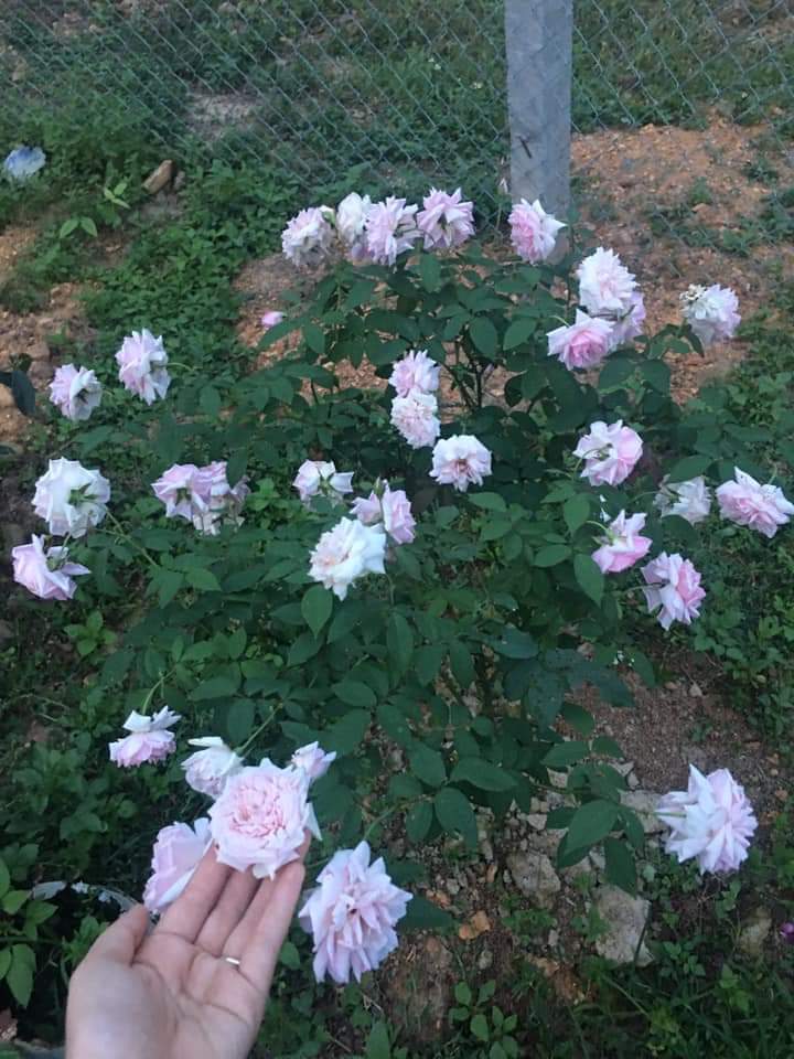 Chúc mọi người ngày thứ 7 nhiều niềm vui, Hạnh phúc và cũng ngắm hoa buổi sáng thật thư thái nhé!!