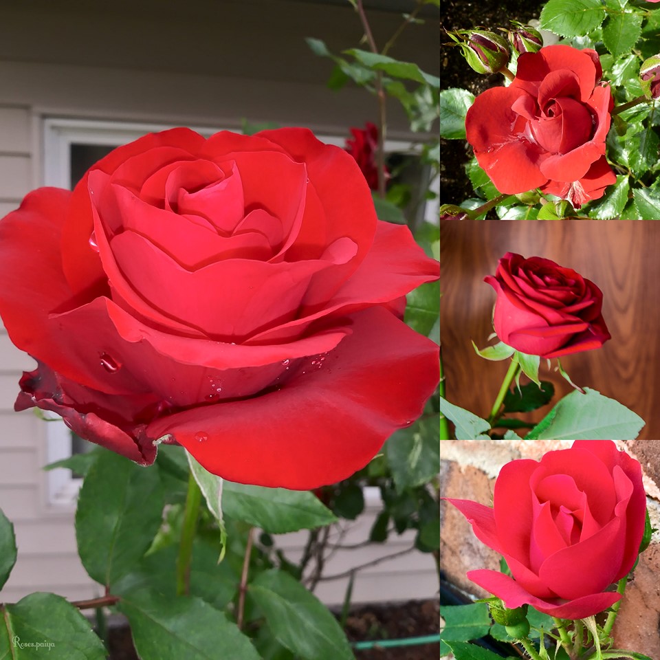 <a href="/ignacio29487414/">Ignacio</a> <a href="/Joseph010202/">Joseph</a> <a href="/AngelHealingArt/">audrey keenan.</a> @shareewhite12 <a href="/purposefulact/">Purposeful Action</a> <a href="/eldiablo0786/">El Diablo</a> <a href="/LisaTruthJohns/">LisaTruthJohns</a> <a href="/Lisandre_Moreau/">Lisandre Moreau</a> <a href="/Voieinterieure/">Magaly C</a> <a href="/DNikolovskiMBA/">♥️🌹#LOVEbyNikolovskiDailyDose🌸🌞🌍☀️☯🌳🆘✌️🙏🤟✨</a> <a href="/Chef_Charmaine/">Charmaine</a> <a href="/HumbleIndian/">Vivek Hindustani</a> <a href="/EliLeonarda/">👄☀ Ệŀïẓäńġệŀä 🌷🌿</a> <a href="/freedom_friend/">(((Dieter)))</a> <a href="/NADIANASREDDINE/">Nádia Nasreddine</a> <a href="/GittePrina/">GittePrina</a> <a href="/mindfulheal/">Kylie Riordan</a> <a href="/janisexton/">Janis...🙏🏼🫶🏼☮️🌻🟦🌈</a> <a href="/ritahealer/">Anurita Sahi</a> <a href="/MohdMuzzammilK/">Muzzammil KhanⓂ️ مزمل خان</a> <a href="/Trinity8mm/">Kim R Jackson, 🦅🇺🇲MSCJ-WWP & HHC</a> <a href="/TayGoofy/">Krista Nary</a> <a href="/clydesconnect/">Clyde’sconnect.</a> <a href="/marshawright/">Real Marsha Wright®</a> @Inspireu2Action <a href="/JoJoDiamonds/">JoAnn DiClaudio</a> <a href="/RespectYourself/">Respect Yourself</a> <a href="/AmyBarbera/">Amy Barbera</a> @cherylcorless41 <a href="/sjfpc/">Steven J. Fromm</a> <a href="/LauriDMeizler/">EmbracingMyself</a> <a href="/MichelleWilkNZ/">Michelle Wilkie</a> <a href="/madblack65/">Madeleine Black</a> <a href="/WillseyConn/">Willsey Connections</a> <a href="/jgeiger99/">Jamie-Day Geiger</a> <a href="/cassiepullman/">Cass Pullman</a> <a href="/Rev_KSad/">Lady Keron Sadler</a> <a href="/KariJoys/">Kari Joys MS</a> <a href="/RockChristopher/">Rock Christopher</a> <a href="/PremChopraPhD/">Prem Chopra</a> <a href="/2020sahara/">Tm_Maya Ⓜ️ #EasyGain 🌊</a> <a href="/Jilliemary/">Jillian Peeling</a> <a href="/tmotola/">Tammy Motola</a> <a href="/butchey12/">SOMEWHERE  IN TIME</a> <a href="/evasurga/">eva surga</a> <a href="/ede_vi/">VIEdeTAXI</a> @Chuca_85 <a href="/LiliBodo/">🌸.•° Lily #TMLILY °•.🌸#MEL_LILY</a> <a href="/illwah/">Emma Longman - Azzopardi</a> 🌿🌹