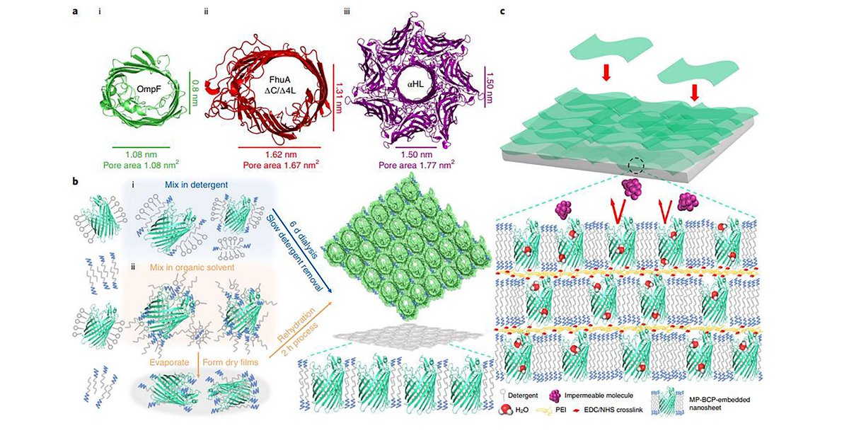 MVisualization's tweet image. Stable β-barrel MP-BCP-based scalable membranes published in @NatureMaterials by @MembraneLab. Here is the link to the publication:

nature.com/articles/s4156…

#science #membrane #separations #university