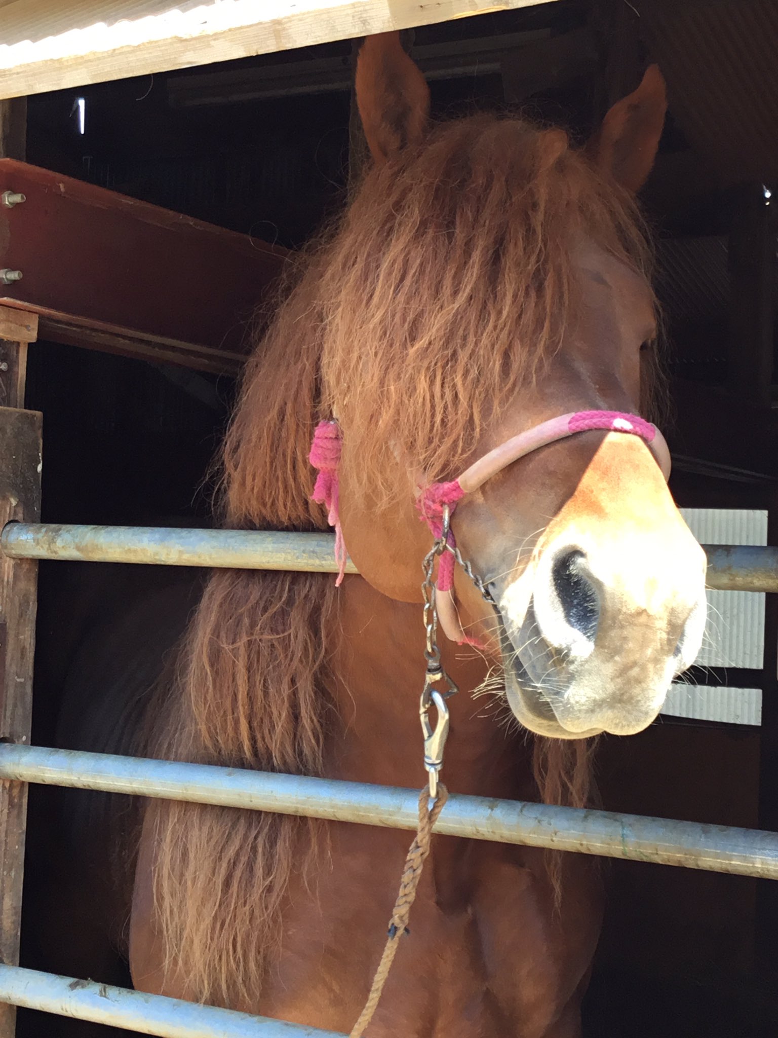 ちゃぐっぴ 一社 滝沢市観光物産協会 イケメン馬コｸﾝ チャグチャグ馬コの血を繋ぐため 春は大忙し 種付の現場におじゃましてきましたよ なかなかタイミングが難しく 今回は 断念 次は 開牧時に期待したいです イケメン 馬