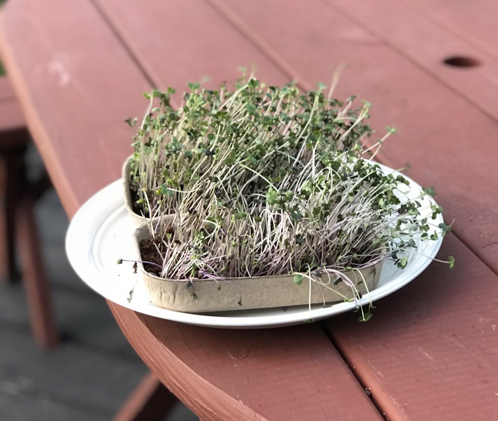 ShebSteph's tweet photo. 7 days+ 4 TBLS water a day = microgreens treat. #GiveOneGrowOne. Thanks @BacktotheRoots https://t.co/c3q3a5LZHd